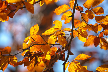 Fototapeta na wymiar Autumn yellow leaves of aspen.