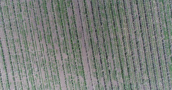 A view of the seedlings of trees from the air, flying over tree seedlings, a garden center, a young apple garden on the field, Rows of tree saplings in the Young apple garden, 4k, aerial