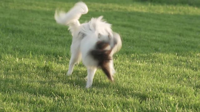 Papillon Continental Toy Spaniel puppy Papillon Continental Toy Spaniel puppy playing with plush mouse on a green lawn slow motion stock footage video