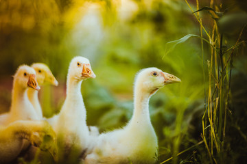 Five young goose together sit in the grass