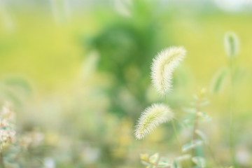 Obraz premium コスモス 花