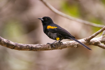 Encontro (Icterus pyrrhopterus) | Variable Oriole photographed in Linhares, Espírito Santo - Southeast of Brazil. Atlantic Forest Biome.