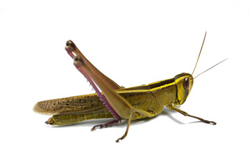 Brown grasshopper on white background