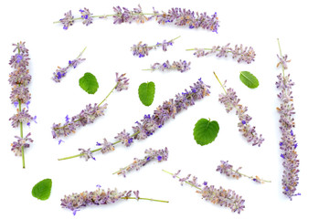 lavender isolated on a white background. close up