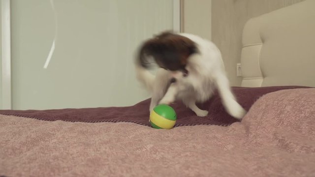 Papillon Continental Toy Spaniel puppy plays funny with ball stock footage video