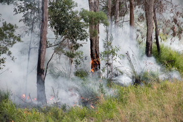 Small bushfire burning through forest in Australian outback
