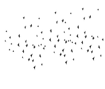 vector, isolated silhouette of flying birds on white background