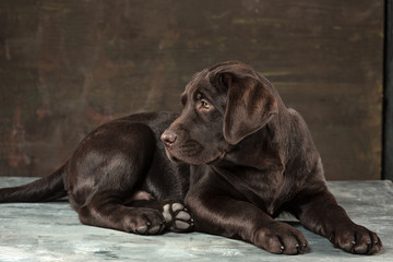 The portrait of a black Labrador dog taken against a dark backdrop.