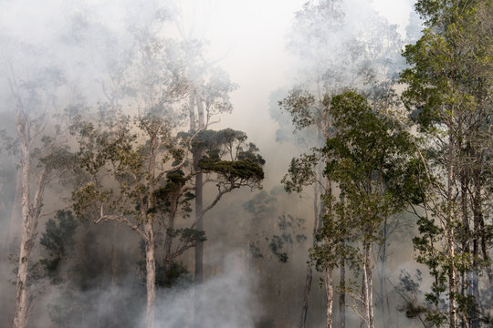 Thick Clouds Of Bushfire Smoke Moving Through Forest