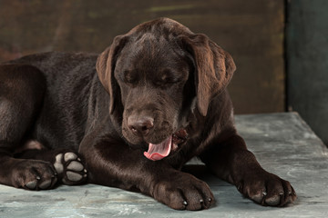 The portrait of a black Labrador dog taken against a dark backdrop.