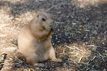 Black-tailed prairie dogs (Cynomys ludovicianus)