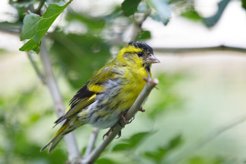 Eurasian siskin (Spinus spinus) small passerine bird