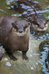 かわいいカワウソ