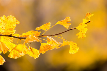 Obraz premium Ginkgo trees Autumn