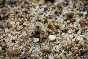 Image of River Huntress Spiders (Venatrix arenaris) on the sand. Insect Animal