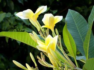 A Bunch of Plumeria Flowers, Side View