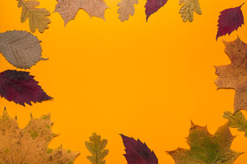 Naklejka na ściany i meble Autumn leaves orange background