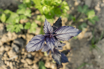 Basil. Ocimum basilicum. Spice, herb garden. Italian Cuisine. Bushes basil