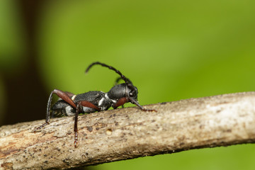 Image of ant Formicidae on a branch. Insect Animal.