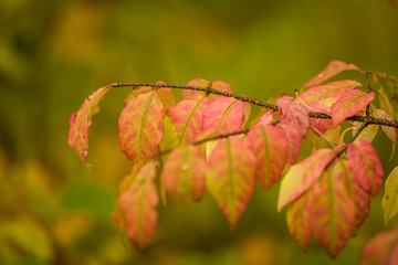 Autumn landscape. Fall background