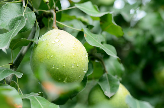 Ripe large pear under rain drops on a tree with green leaves
