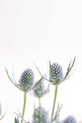 Fresh Eryngium Flowers