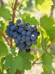 Close up image of a bunch of red grapes hanged from the branch of a tree.