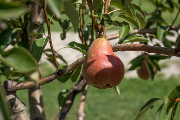 Red pear growing on a tree in the orchard