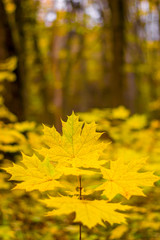 Photo of orange autumn forest with leaves