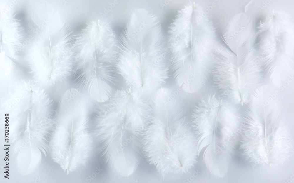 Poster White fluffy airy gentle feathers on a light background. Abstract Pattern texture of feathers macro.