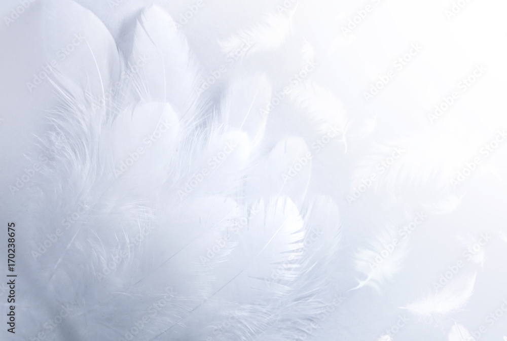 Poster airy soft fluffy wing bird with white feathers close-up of macro pastel blue shades on white backgro