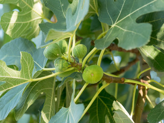 Figs on the branch of a fig tree.