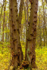 Photo of orange autumn forest with leaves
