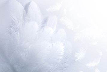 Airy soft fluffy  wing  bird with white feathers close-up of macro pastel blue shades on white...