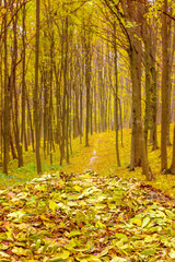 Fototapeta premium Photo of orange autumn forest with leaves and road