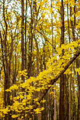 Photo of orange autumn forest with leaves