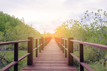 Wooden Bridge in the mangrove forest under blue sky