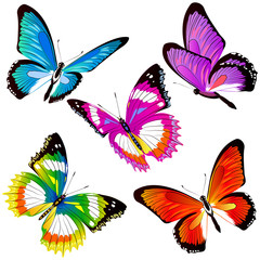 beautiful color butterflies,set, isolated  on a white - 170239461