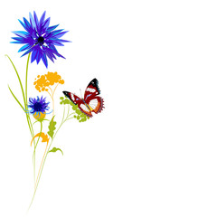 Beautiful wildflowers, bouquet, isolated  on a white
