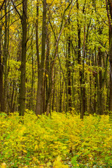 Photo of orange autumn forest with leaves
