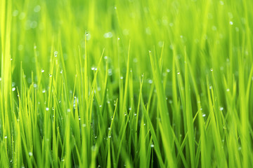 Obraz na płótnie Canvas Spring or summer season abstract nature background with grass and drops, selective focus.