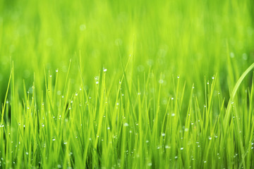 Fototapeta na wymiar Spring or summer season abstract nature background with grass and drops, selective focus.