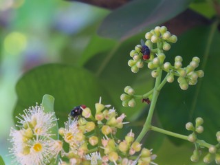 Flower Bud and The Flies
