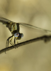 Dragonfly female resting 