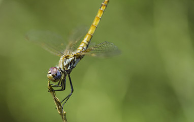 Dragonfly female resting 