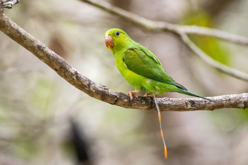 Periquito-rico (Brotogeris tirica) | Plain Parakeet photographed in Linhares, Espírito Santo - Southeast of Brazil. Atlantic Forest Biome.