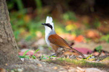 White-crested Laughingthrush