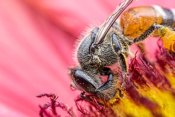 BEE EATING