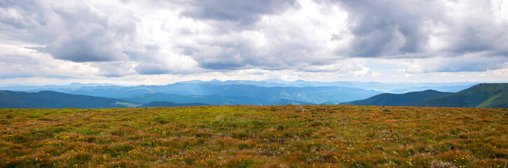 Fototapeta premium Glade of yellow flowers against the background of mountains. Bright yellow flowers on a meadow high in the Carpathians. Burnt orange grass on the background of mountains.