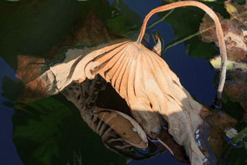 Dried lotus leaf in the pool in garden